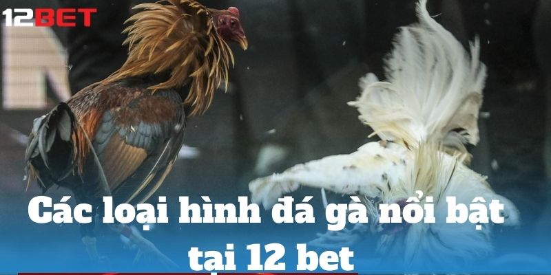 Đá Gà 12 bet – Lựa Chọn Uy Tín và An Toàn Hàng Đầu loai hinh da ga noi bat tai 12 bet
