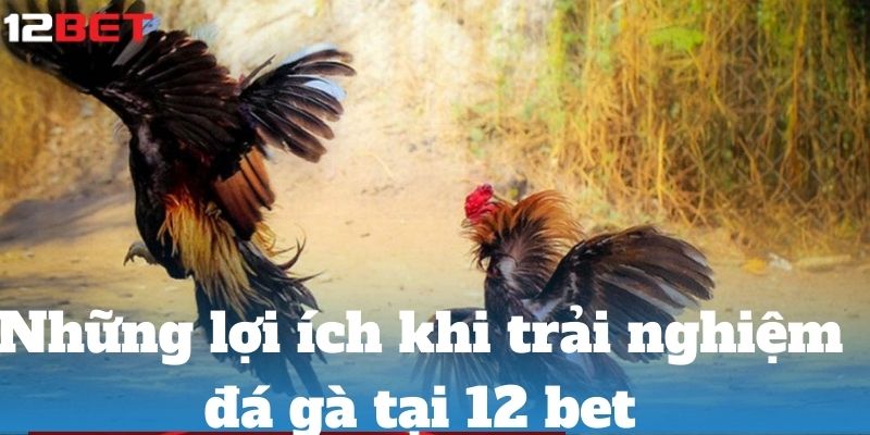 Đá Gà 12 bet – Lựa Chọn Uy Tín và An Toàn Hàng Đầu loi ich khi trai nghiem da ga tai 12 bet 1