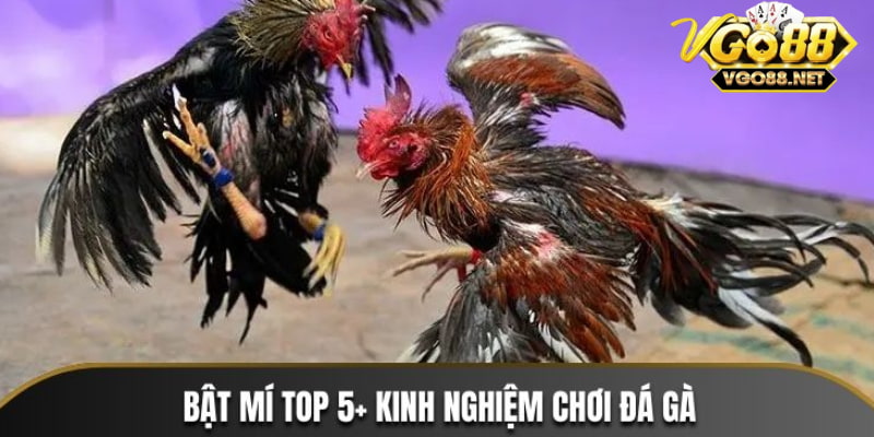 Go 88 Kèo BDD (Bằng độ) – Trận đấu hòa cơ hội đầy hấp dẫn